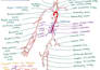 tutor anatomy and physiology to college students